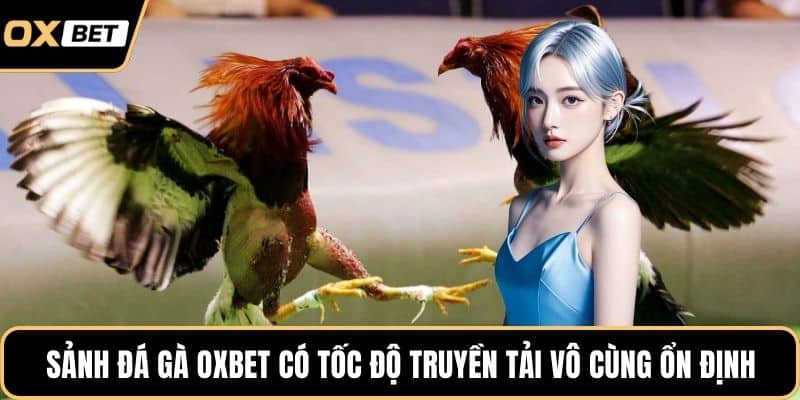 Sảnh đá gà OXBET có tốc độ truyền tải vô cùng ổn định